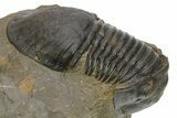 Chocolate-Brown Paralejurus Trilobite Fossil - Atchana, Morocco #275220-2